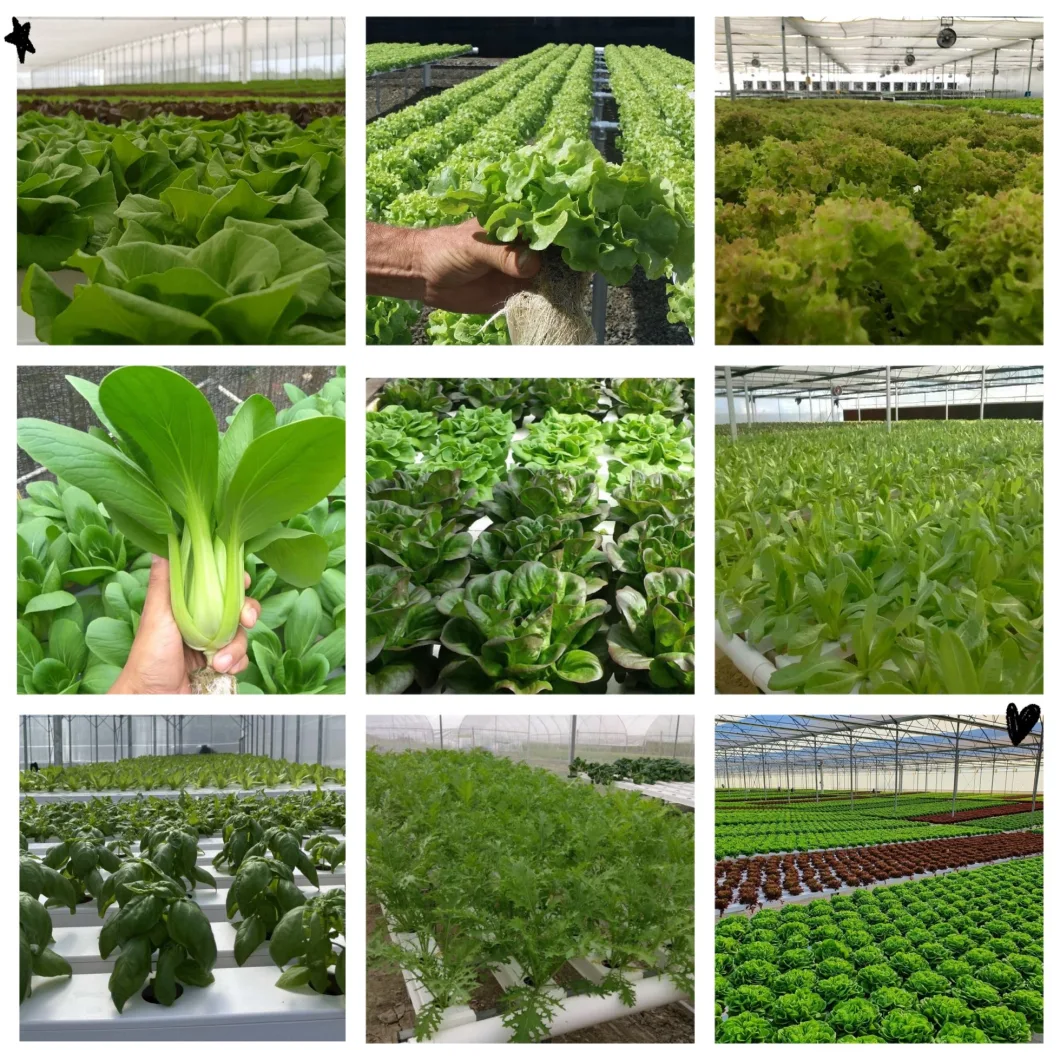 China Hydroponics Dwc Hydroponic System Nft Channel System for Leafy Greens Tomato Cucumber