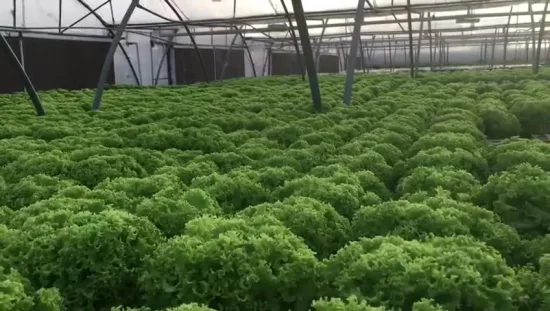 Sistemi idroponici commerciali NFT per uso alimentare a coltivazione libera nel suolo per verdure a foglia verde