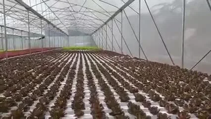 Sistema di canali Aquaponics NFT per la coltivazione della lattuga