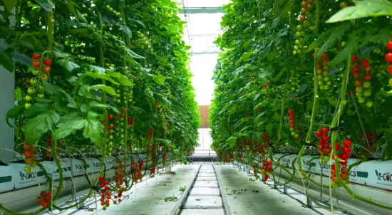 Sistema di coltivazione idroponica a canale verticale orizzontale NFT per verdure a foglia verde/sedano/lattuga da giardino fiorito